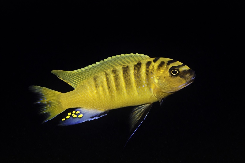 Maylandia sp. 'zebra gold' Mundola Point
